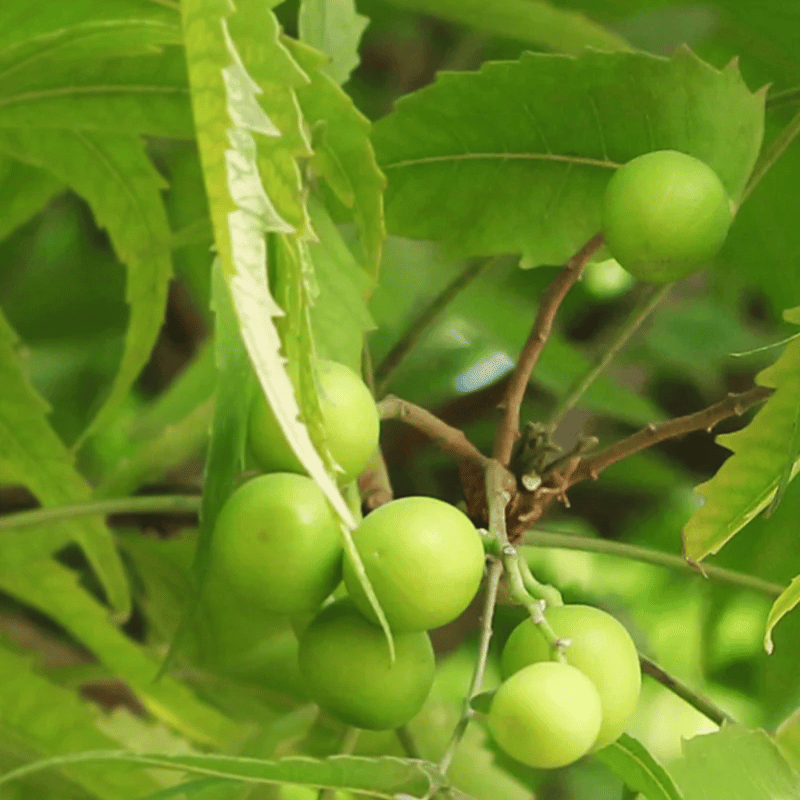 Shampooing ayurvédique anti-pelliculaire Neem Balance